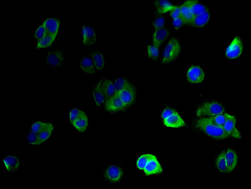 IFI27L2 Polyclonal Antibody