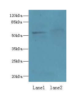 IFRD2 Polyclonal Antibody