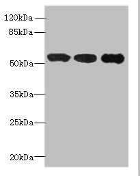 IMPDH2 Polyclonal Antibody (100 µl)