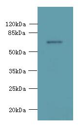 KCNS2 Polyclonal Antibody