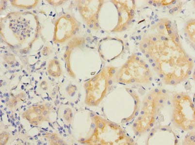 KCTD4 Polyclonal Antibody