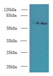 Keap1 Polyclonal Antibody