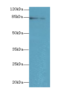 KEL Polyclonal Antibody