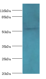 LILRA2 Polyclonal Antibody