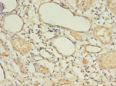 LIN37 Polyclonal Antibody