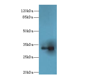 LIX1 Polyclonal Antibody
