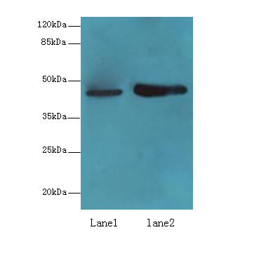 LMNTD1 Polyclonal Antibody