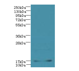 LMO3 Polyclonal Antibody