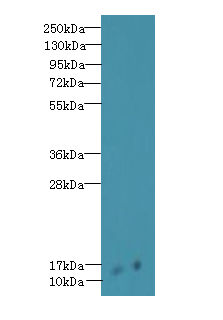 Ly6e Polyclonal Antibody