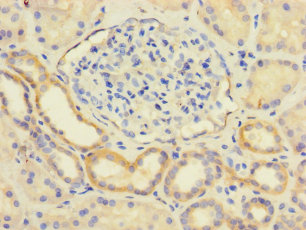 LY96 Polyclonal Antibody