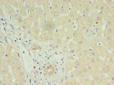 LYRM1 Polyclonal Antibody