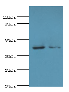 MAPK13 Polyclonal Antibody