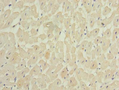 MEI1 Polyclonal Antibody