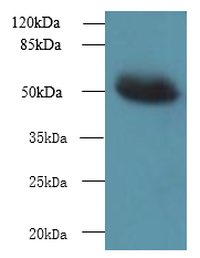 MIEF1 Polyclonal Antibody