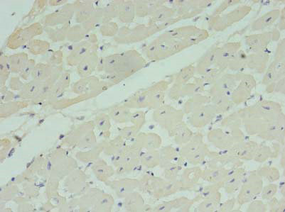 MRPL33 Polyclonal Antibody
