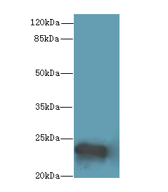 MRPL48 Polyclonal Antibody