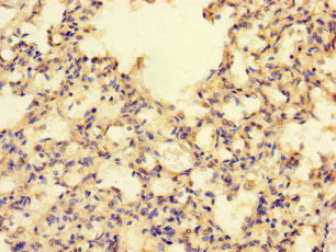 MRPL50 Polyclonal Antibody