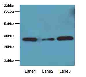 MRPS2 Polyclonal Antibody