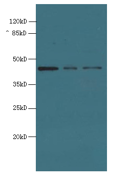 MRPS31 Polyclonal Antibody