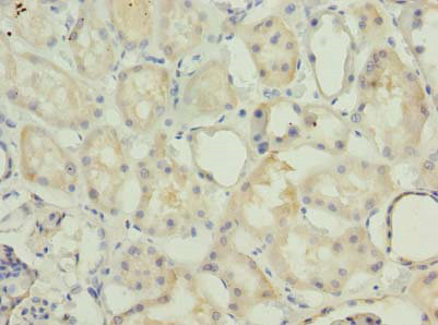 MRPS36 Polyclonal Antibody