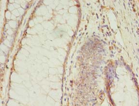 MS4A7 Polyclonal Antibody