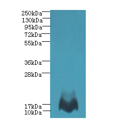 MTHFD2L Polyclonal Antibody
