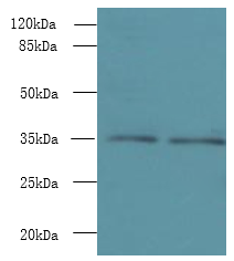 NAIF1 Polyclonal Antibody