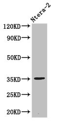 NANOG Polyclonal Antibody