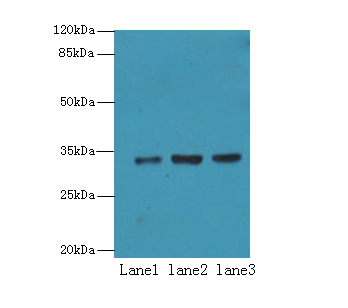NAPA Polyclonal Antibody
