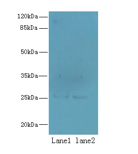 NDFIP1 Polyclonal Antibody