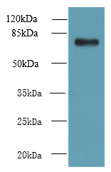 NHLRC2 Polyclonal Antibody