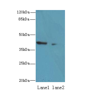 NIF3L1 Polyclonal Antibody