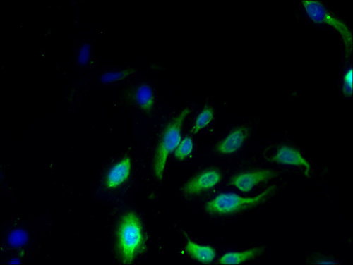 NKG7 Polyclonal Antibody