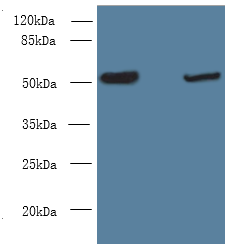 NOSTRIN Polyclonal Antibody