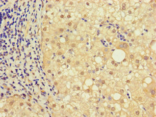 NRIP3 Polyclonal Antibody