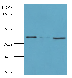 NUDCD3 Polyclonal Antibody