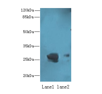 OCIAD1 Polyclonal Antibody