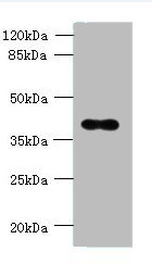 Western blot<br />All lanes: OGG1 Polyclonal Antibody at 6ug/ml+ Hela whole cell lysate<br />Goat polyclonal to rabbit at 1/10000 dilution<br />Predicted band size: 39, 37, 46, 48, 40, 23, 41 kDa<br />Observed band size: 39 kDa<br />