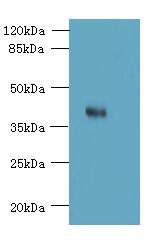 OGG1 Polyclonal Antibody