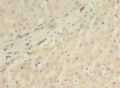ORMDL1 Polyclonal Antibody
