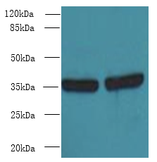 OSR2 Polyclonal Antibody