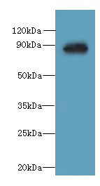 OXR1 Polyclonal Antibody