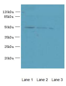 PA2G4 Polyclonal Antibody