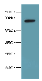 PBXIP1 Polyclonal Antibody