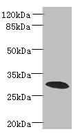 Western blot<br />All lanes: PDCL2 Polyclonal Antibody at 4ug/ml+ Rat gonadal tissue<br />Goat polyclonal to rabbit at 1/10000 dilution<br />Predicted band size: 28 kDa<br />Observed band size: 28 kD
