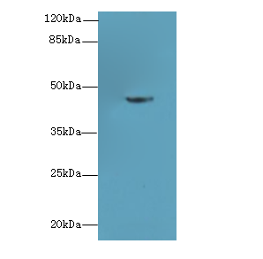 PGK2 Polyclonal Antibody