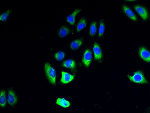 Immunofluorescent analysis of A549 cells using PIGO Polyclonal Antibody at a dilution of 1:100 and Alexa Fluor 488-congugated AffiniPure Goat Anti-Rabbit IgG(H+L)
