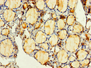 PITPNC1 Polyclonal Antibody