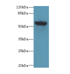 PLEKHA8 Polyclonal Antibody