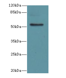 PLEKHS1 Polyclonal Antibody